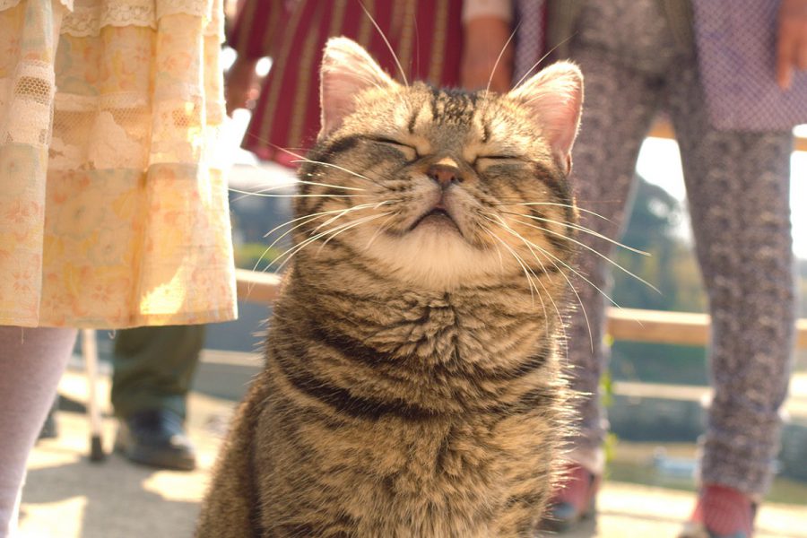 あの岩合光昭が映画に初挑戦！『ねことじいちゃん』は愛すべき老人と猫の日常を描いたハートフル・ドラマ