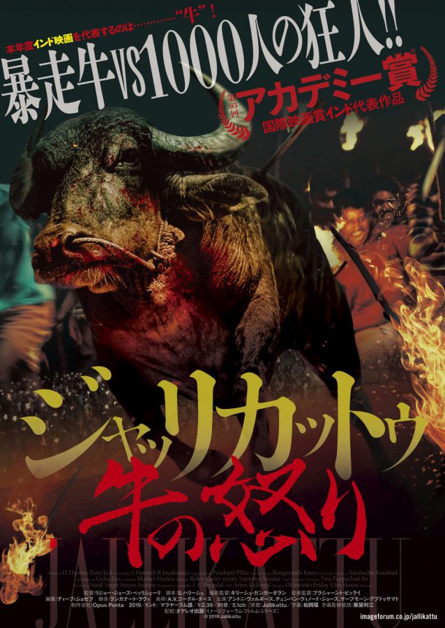 暴走牛VS1000人の狂人!! テンションMAXの牛追い ワイルドスピード映画『ジャッリカットゥ 牛の怒り』日本公開決定！