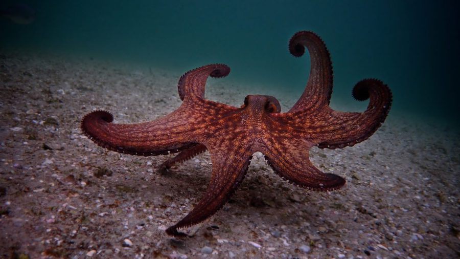 タコに“ガチ恋”でアカデミー賞を獲得!? Netflix『オクトパスの神秘：海の賢者は語る』が映し出す生物の奇跡と不思議
