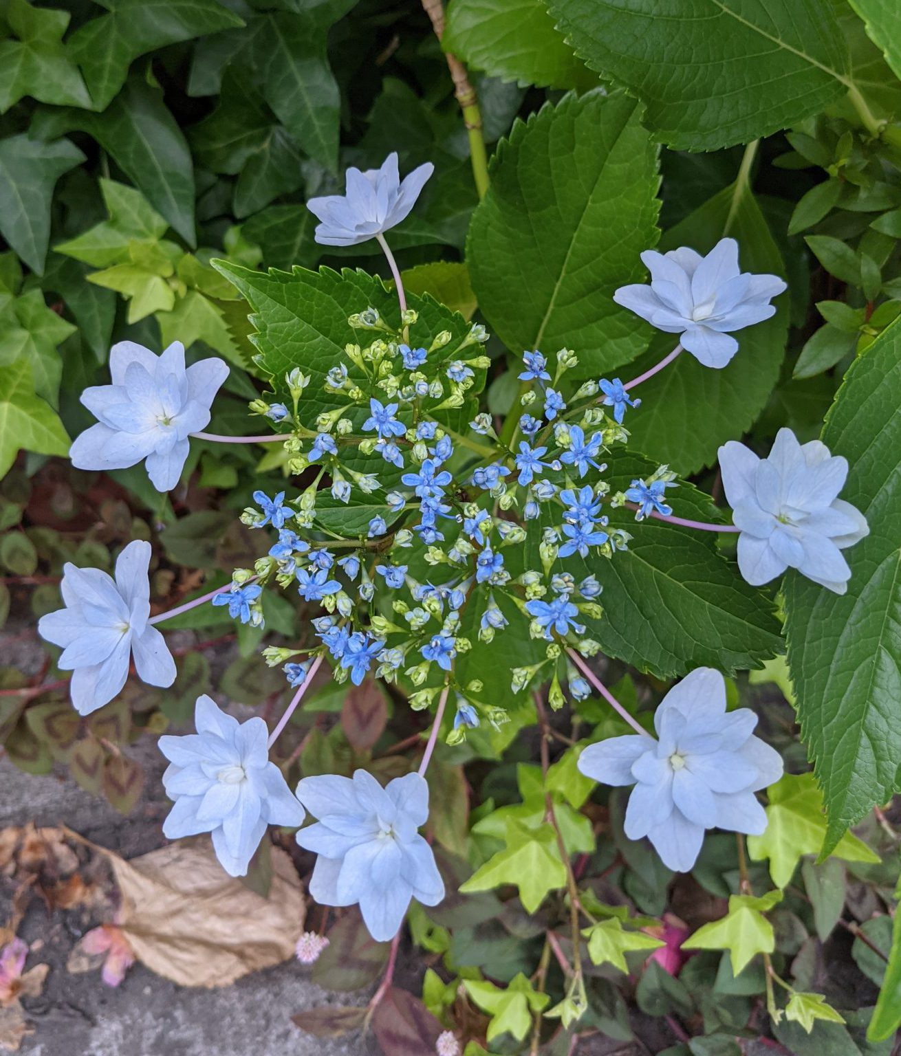 今村結花